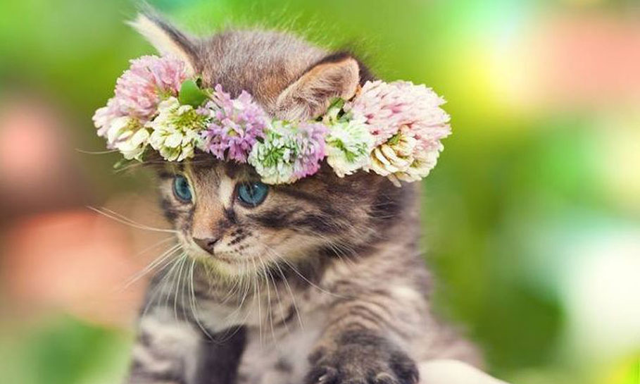 Despre FleurArtist 1